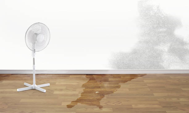 Best Ceiling water damage repair  in Gamerco, NM